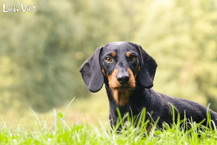 Con số may mắn tuổi Tuất ng&agrave;y 26/2/2024