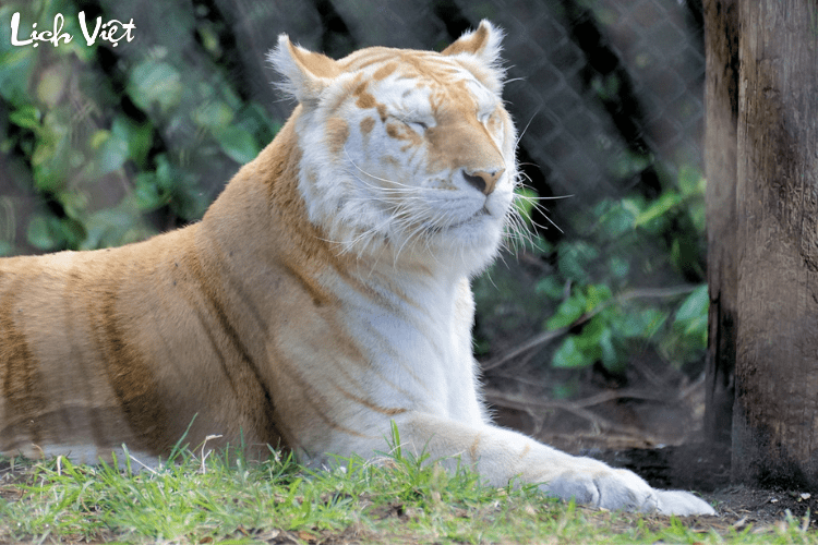 Con số may mắn tuổi Dần ng&agrave;y 2/3/2024