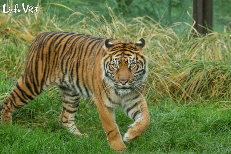 Con số may mắn tuổi Dần ng&agrave;y 27/2/2024