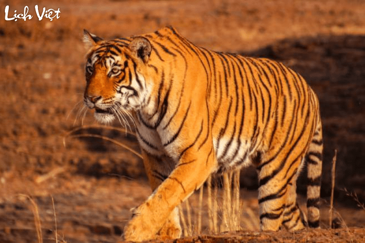 Con số may mắn tuổi Dần ng&agrave;y 4/3/2024