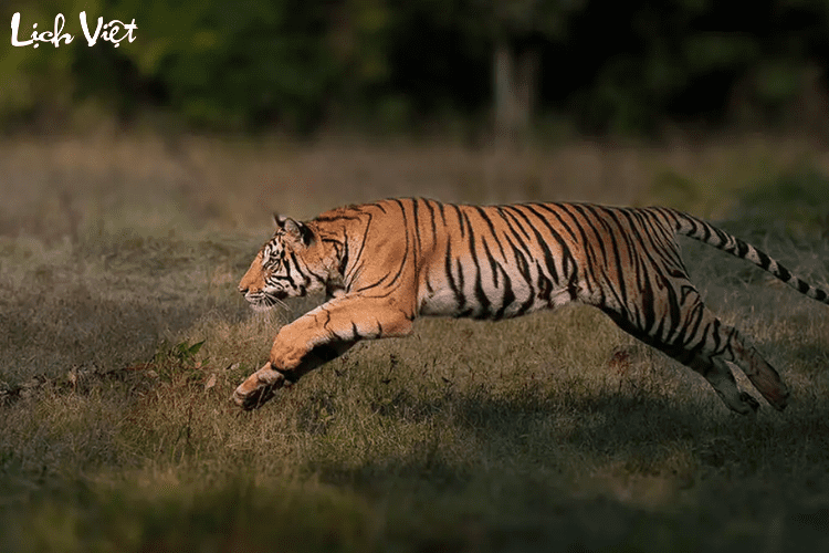 Con số may mắn tuổi Dần ngày 5/3/2024