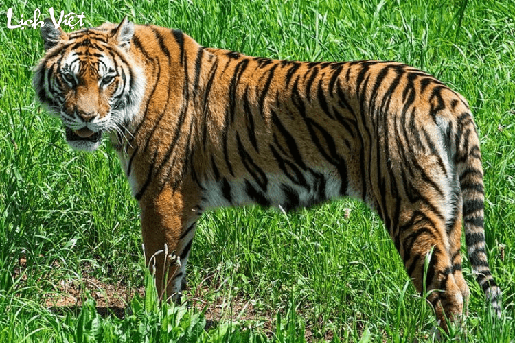 Con số may mắn tuổi Dần ng&agrave;y 6/3/2024