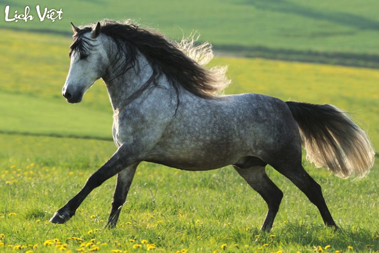 Con số may mắn tuổi Ngọ ng&agrave;y 28/2/2024