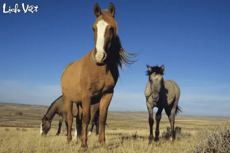 Con số may mắn tuổi Ngọ ngày 5/3/2024