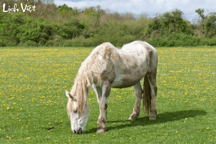 Con số may mắn tuổi Ngọ ng&agrave;y 6/3/2024