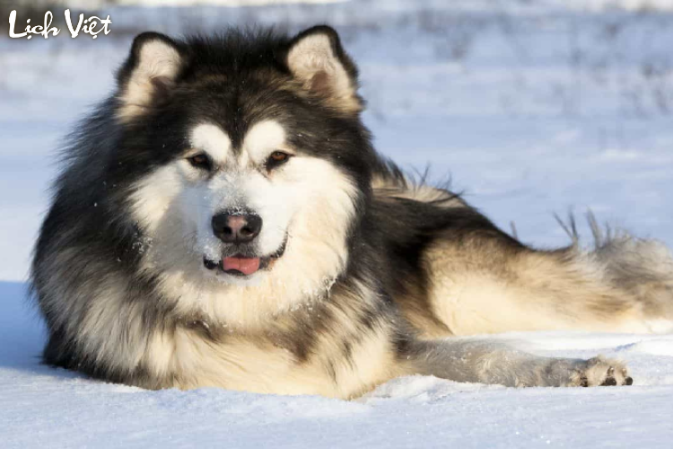 Con số may mắn tuổi Tuất ng&agrave;y 27/2/2024