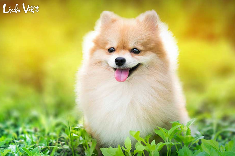 Con số may mắn tuổi Tuất ng&agrave;y 28/2/2024