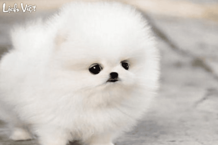 Con số may mắn tuổi Tuất ng&agrave;y 3/3/2024