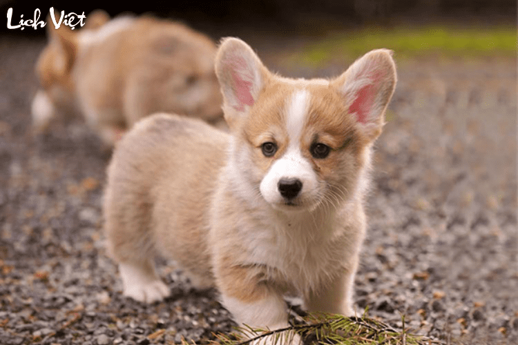 Con số may mắn tuổi Tuất ngày 5/3/2024