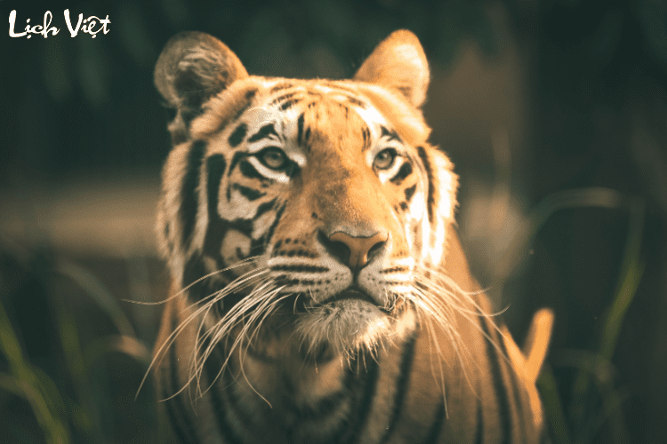 Tử vi tuổi Dần 26/2/2024