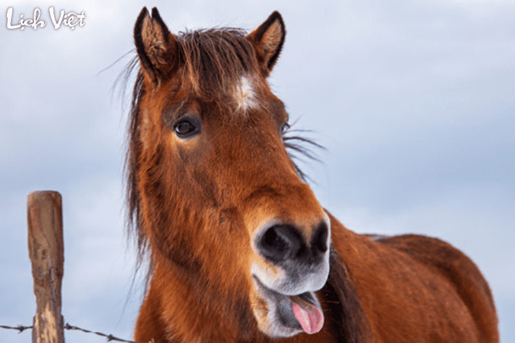 Tử vi tuổi Ngọ 26/2/2024