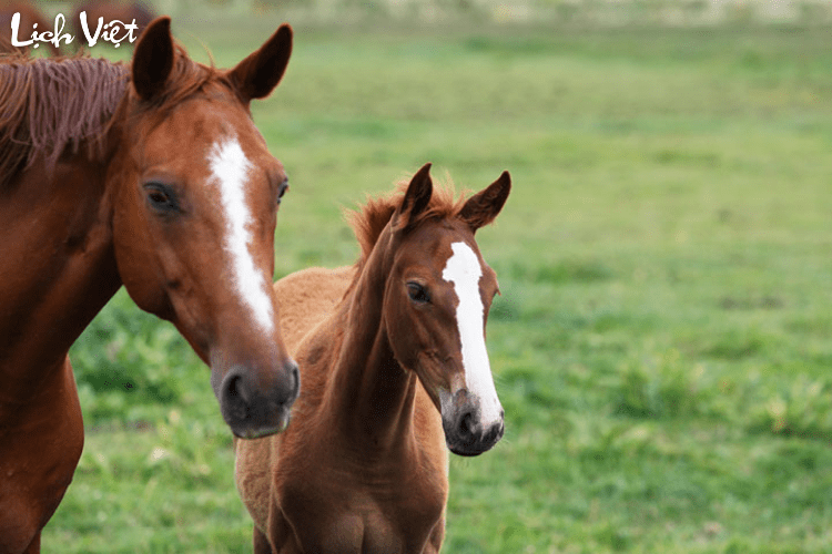 Tử vi tuổi Ngọ 27/2/2024