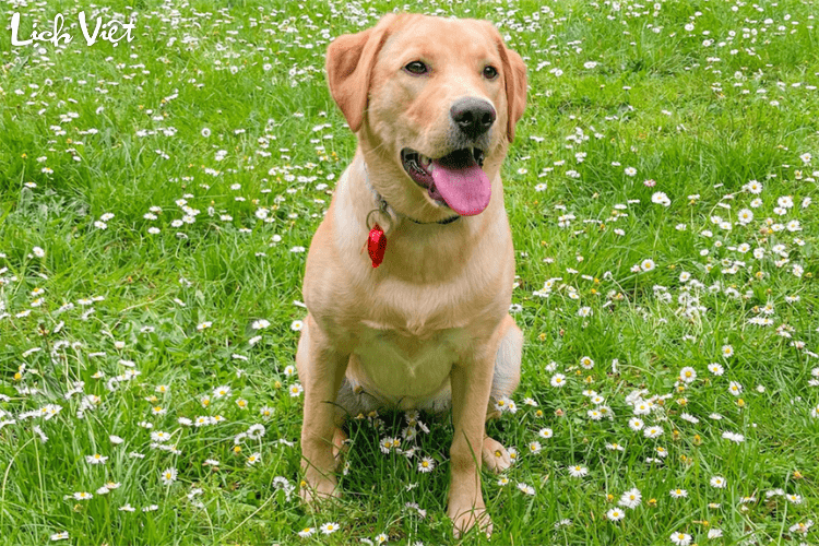 Tử vi tuổi Tuất 27/2/2024