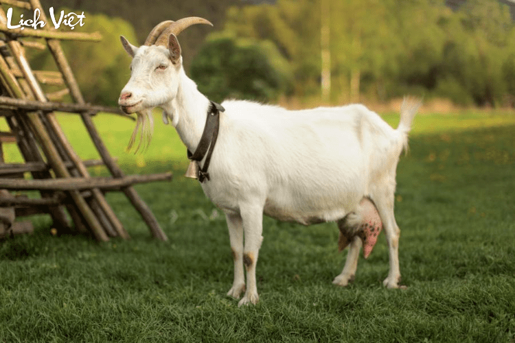 Tử vi tuổi M&ugrave;i 2/3/2024