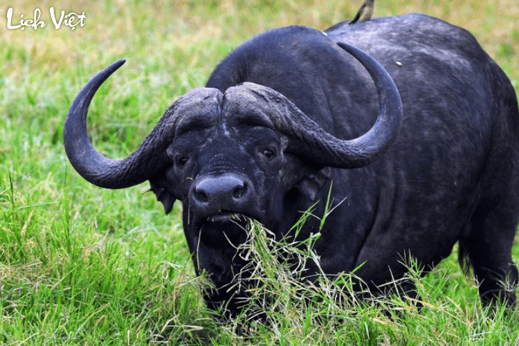 Tử vi tuổi Sửu 1/3/2024