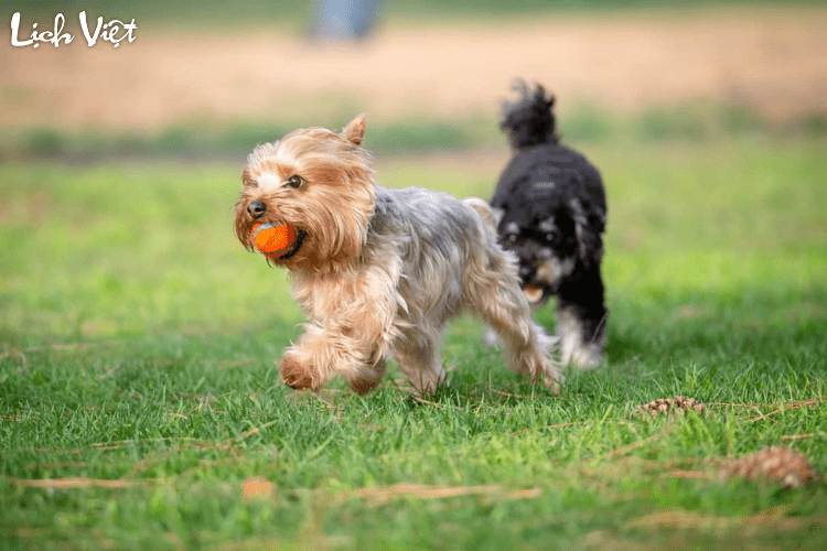 Tử vi tuổi Tuất 1/3/2024