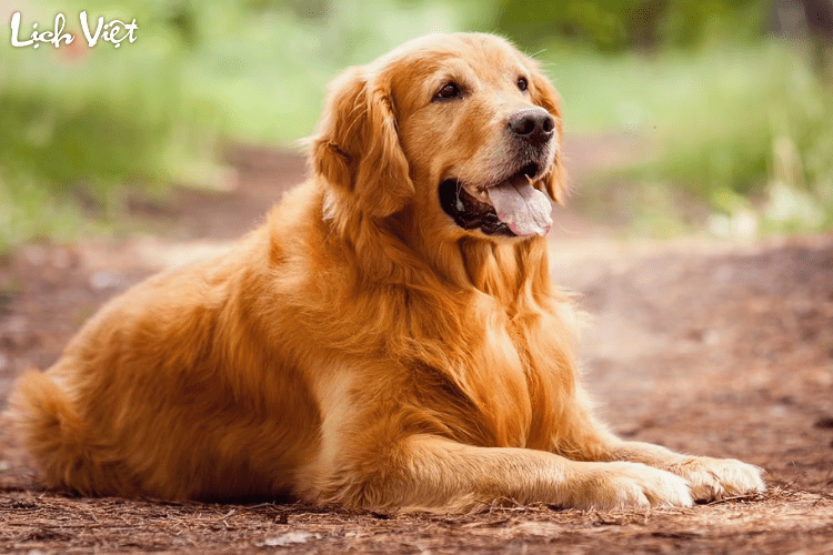 Tử vi tuổi Tuất 2/3/2024