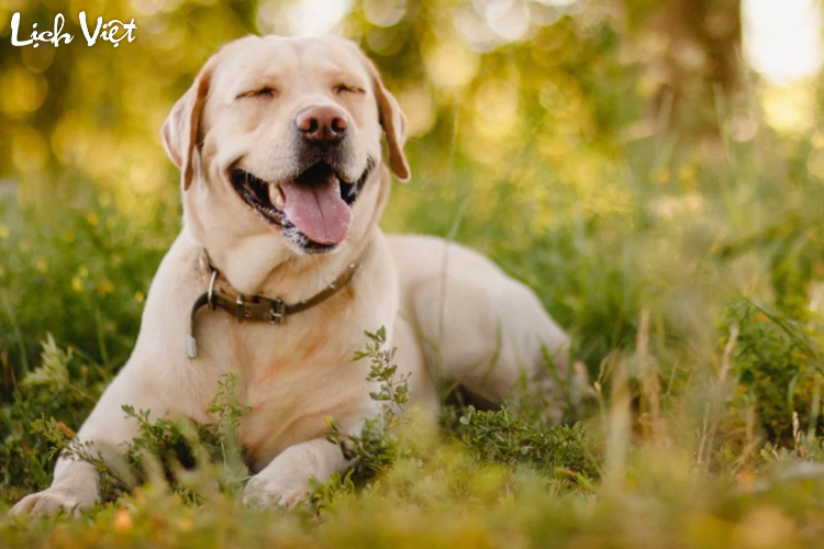 Tử vi tuổi Tuất 3/3/2024