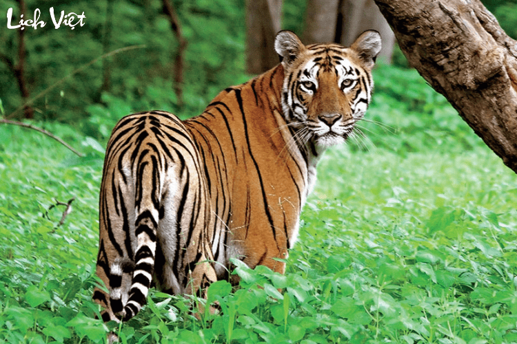 Tử vi tuổi Dần 6/3/2024