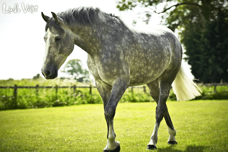 Tử vi tuổi Ngọ 5/3/2024