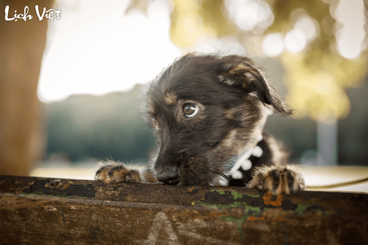 Tử vi tuổi Tuất 5/3/2024