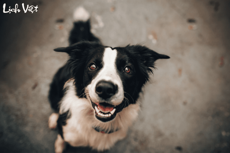 Tử vi tuổi Tuất 6/3/2024