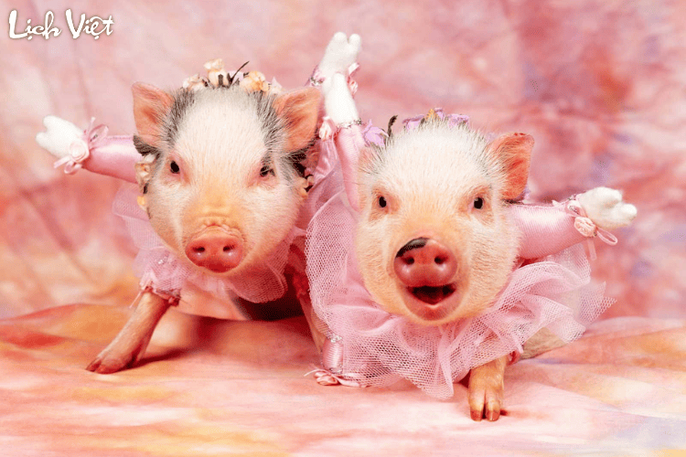 Con số may mắn tuổi Hợi ng&agrave;y 10/3/2024