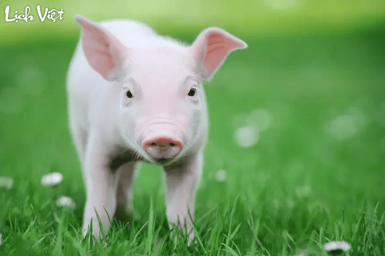 Con số may mắn tuổi Hợi ng&agrave;y 7/3/2024