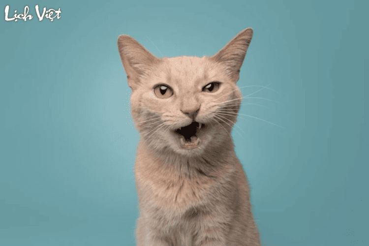 Con số may mắn tuổi M&atilde;o ng&agrave;y 10/3/2024