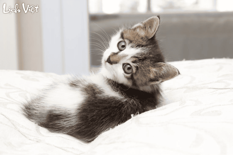 Con số may mắn tuổi M&atilde;o ng&agrave;y 11/3/2024