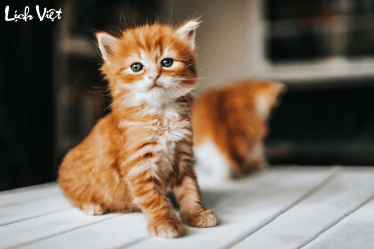 Con số may mắn tuổi M&atilde;o ng&agrave;y 13/3/2024