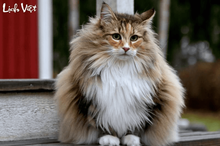 Con số may mắn tuổi M&atilde;o ng&agrave;y 8/3/2024