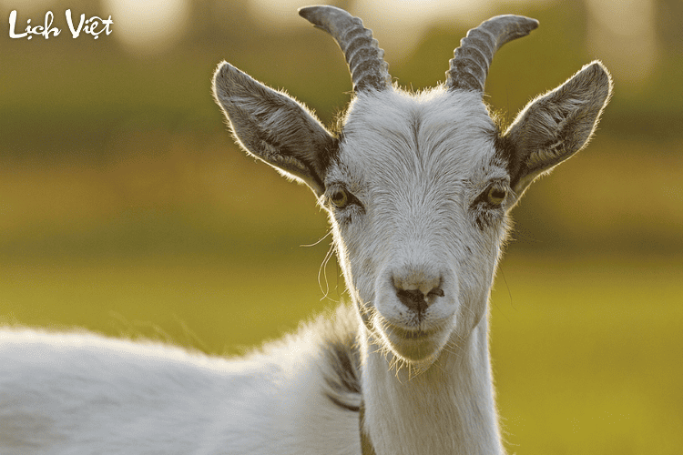 Con số may mắn tuổi M&ugrave;i ng&agrave;y 13/3/2024