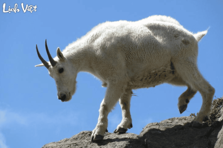 Con số may mắn tuổi M&ugrave;i ng&agrave;y 7/3/2024