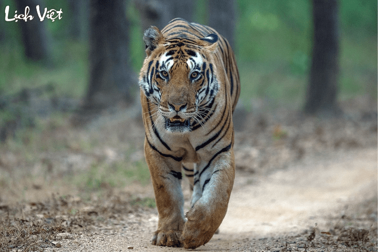 Tử vi tuổi Dần 7/3/2024