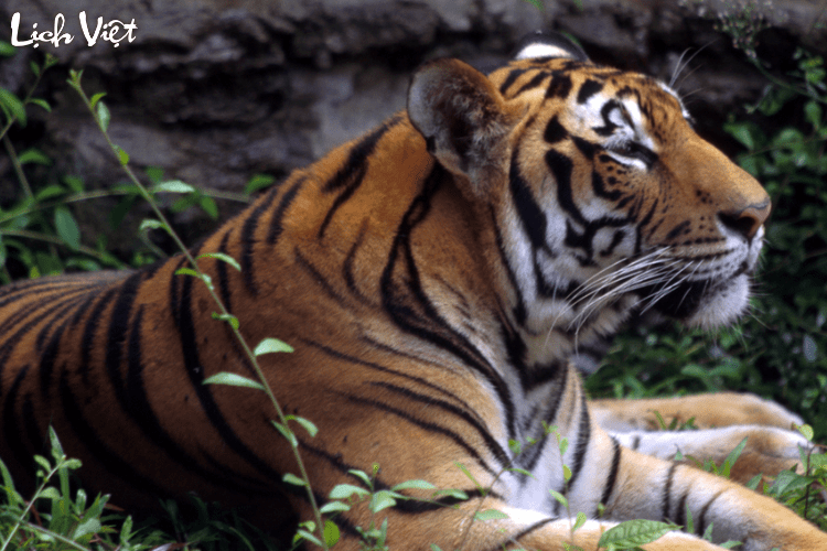 Tử vi tuổi Dần 8/3/2024