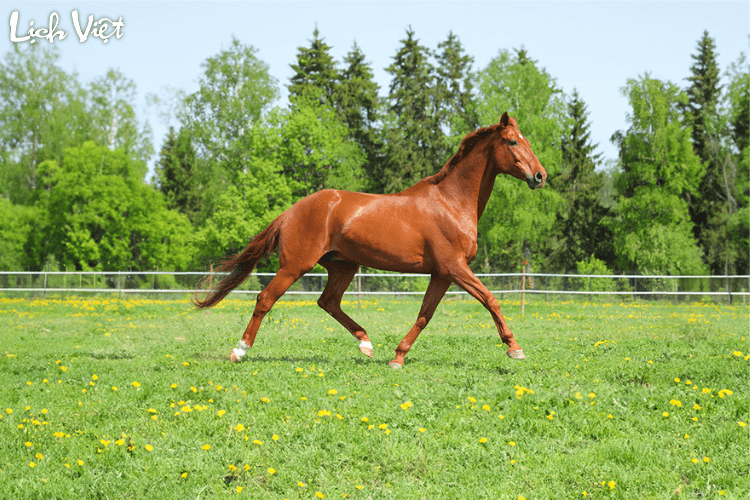 Tử vi tuổi Ngọ 8/3/2024