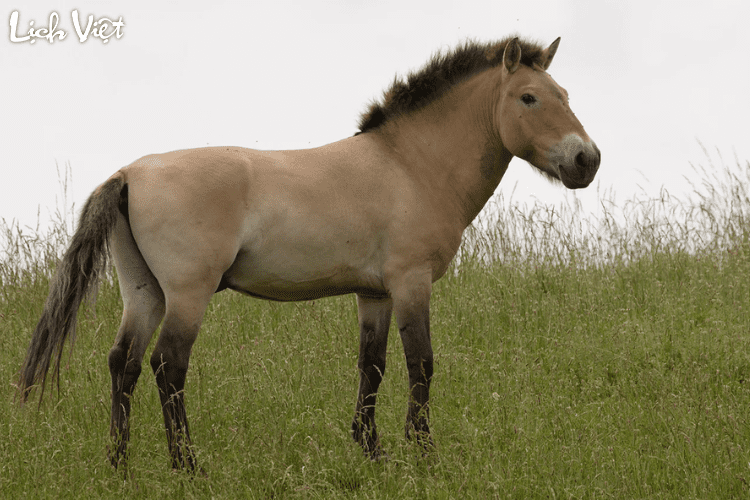 Tử vi tuổi Ngọ 9/3/2024