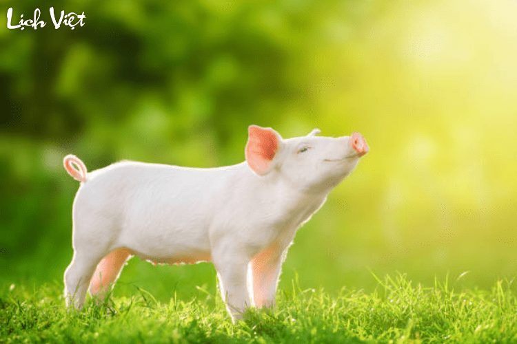 Con số may mắn tuổi Hợi ng&agrave;y 14/3/2024