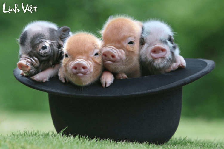 Con số may mắn tuổi Hợi ng&agrave;y 16/3/2024