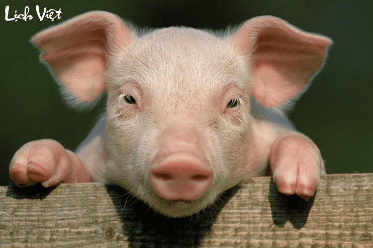 Con số may mắn tuổi Hợi ng&agrave;y 17/3/2024