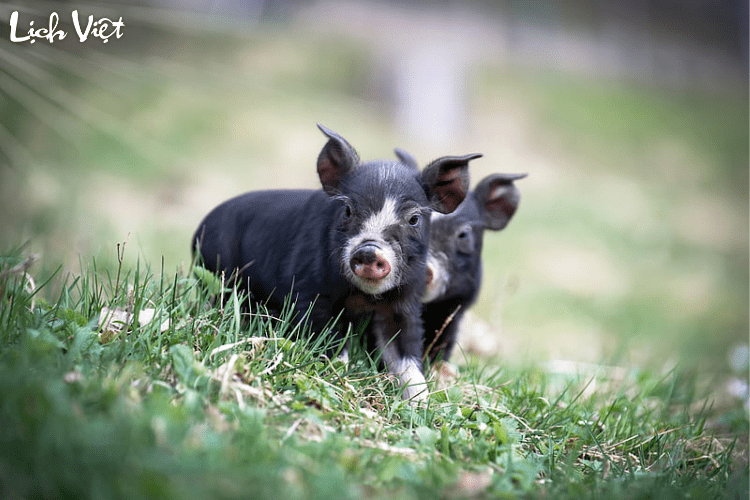 Con số may mắn tuổi Hợi ng&agrave;y 18/3/2024