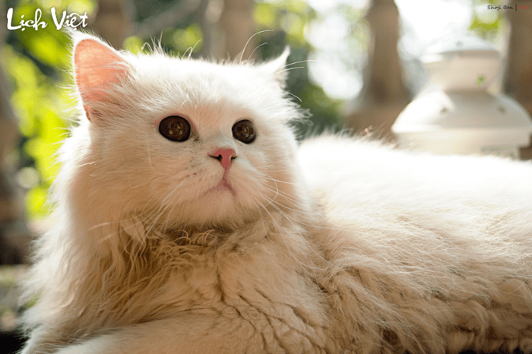 Con số may mắn tuổi M&atilde;o ng&agrave;y 14/3/2024