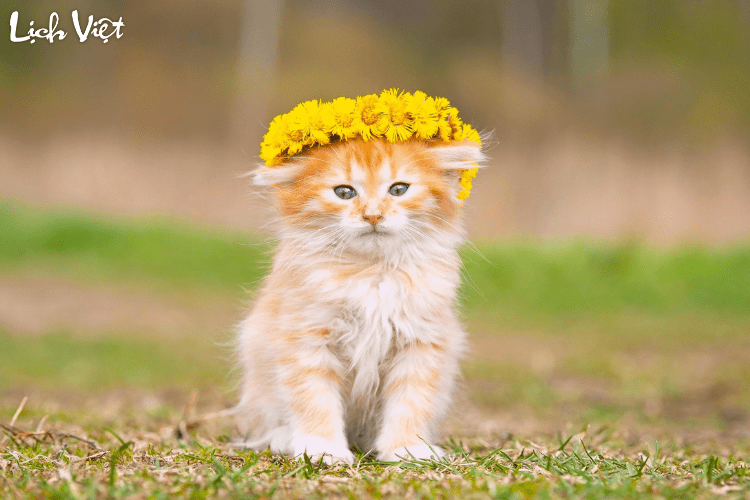 Con số may mắn tuổi M&atilde;o ng&agrave;y 16/3/2024