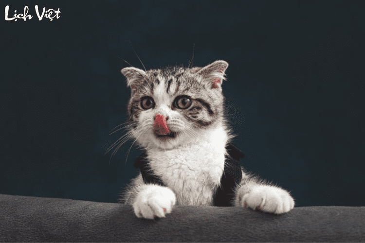 Con số may mắn tuổi M&atilde;o ng&agrave;y 18/3/2024