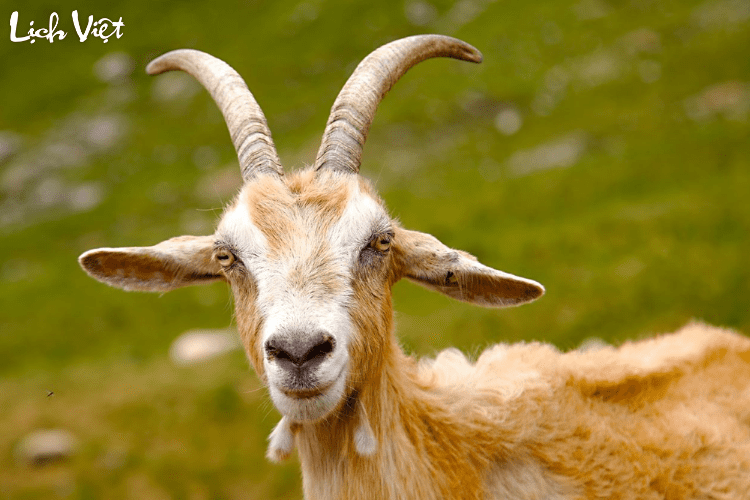 Con số may mắn tuổi M&ugrave;i ng&agrave;y 14/3/2024