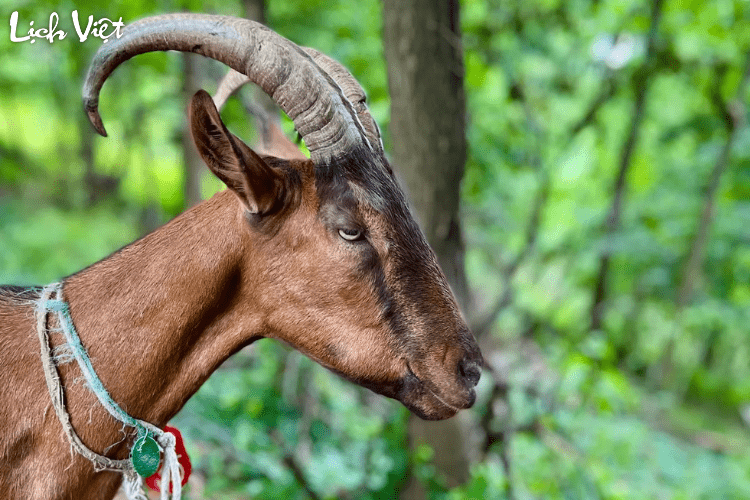 Con số may mắn tuổi M&ugrave;i ng&agrave;y 16/3/2024