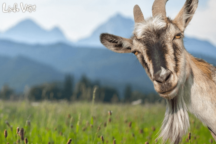 Con số may mắn tuổi M&ugrave;i ng&agrave;y 17/3/2024