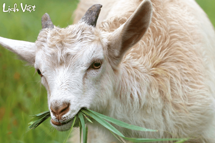 Con số may mắn tuổi M&ugrave;i ng&agrave;y 18/3/2024