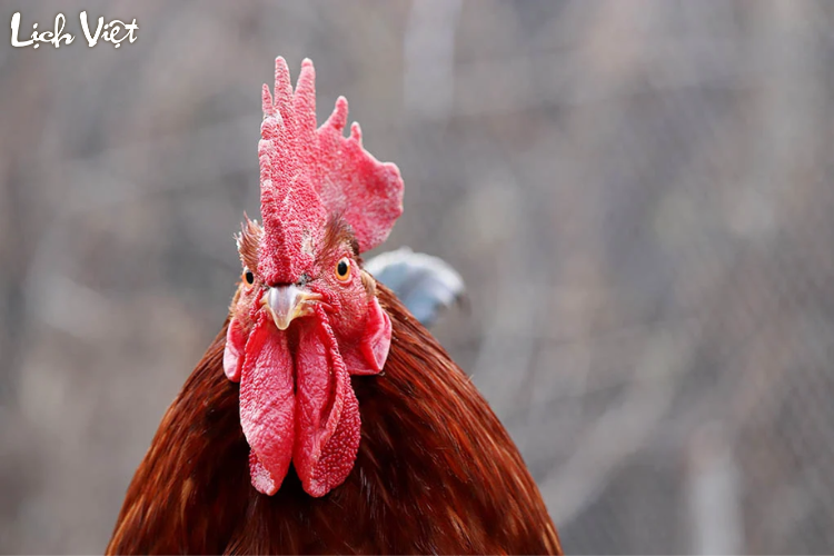 Tử vi tuổi Dậu 13/3/2024